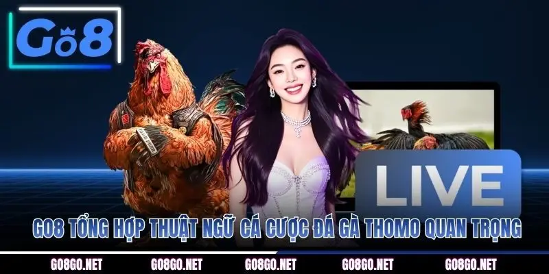  GO8 tổng hợp thuật ngữ cá cược đá gà Thomo quan trọng
